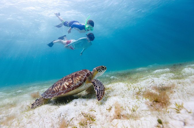 Full or Half Day Private Power Catamaran- USVI Beach and Snorkel - Maho Bay and the best chance for sea turtles