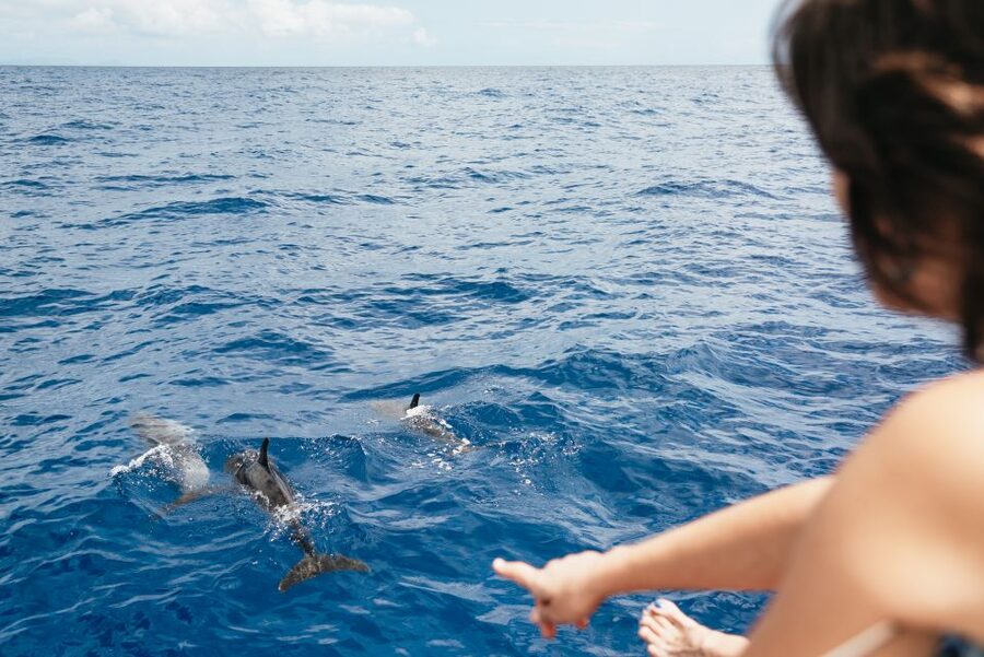 Funchal Bay: Dolphin & Whale Watch Luxury Catamaran Cruise - The 30-minute Cabo Girão swim stop