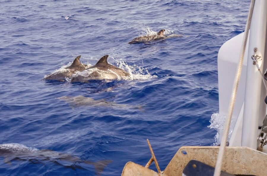 Funchal Bay: Dolphin & Whale Watch Luxury Catamaran Cruise - Is $47 a fair price?