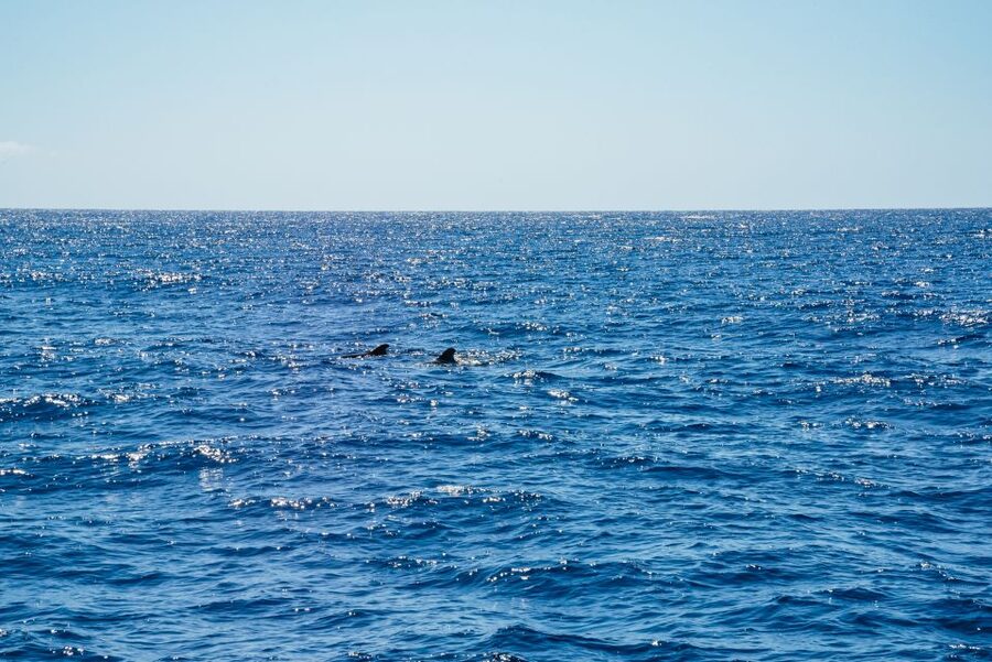 Funchal: Dolphin and Whale Watching by Luxury Catamaran - Five things worth knowing before you book