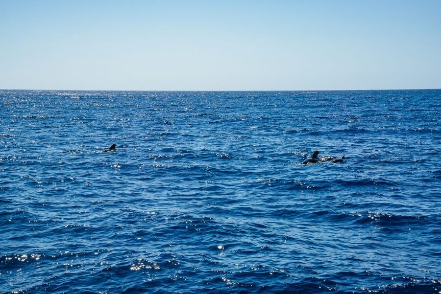 Funchal: Dolphin and Whale Watching by Luxury Catamaran - The best time and the right passengers