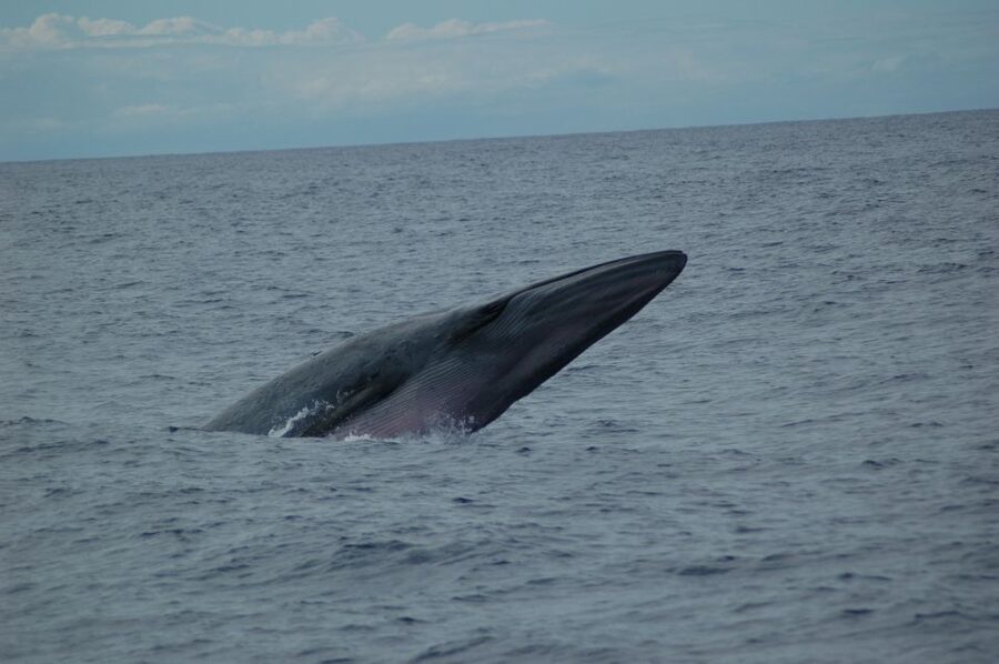 Funchal: Dolphin and Whale Watching Catamaran Cruise - Key Points Before You Book