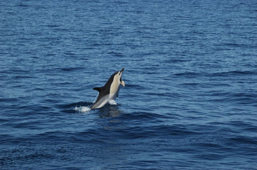 Funchal: Dolphin and Whale Watching Catamaran Cruise - Leaving Funchal Marina for the Open Water