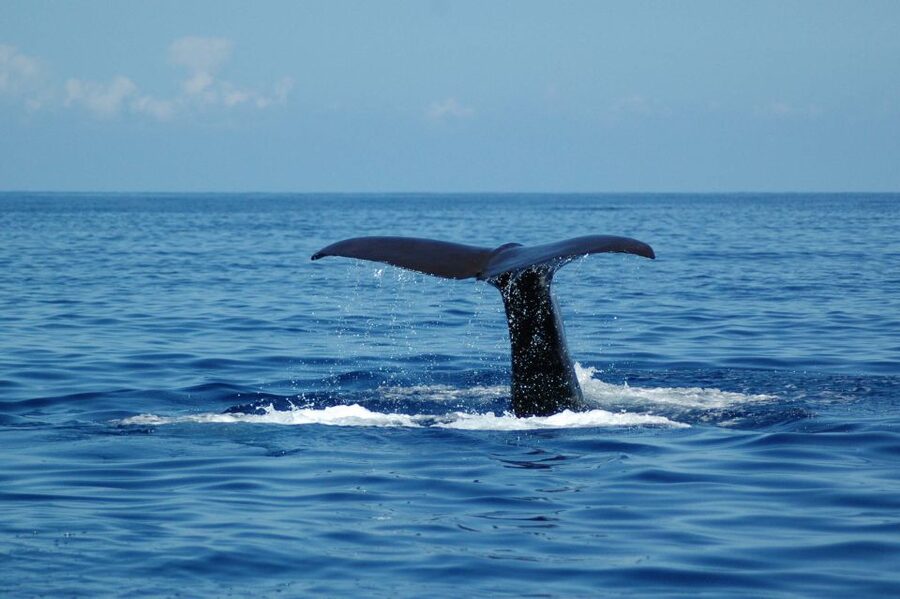 Funchal: Dolphin and Whale Watching Catamaran Cruise - What Three Hours Feels Like on the Catamaran