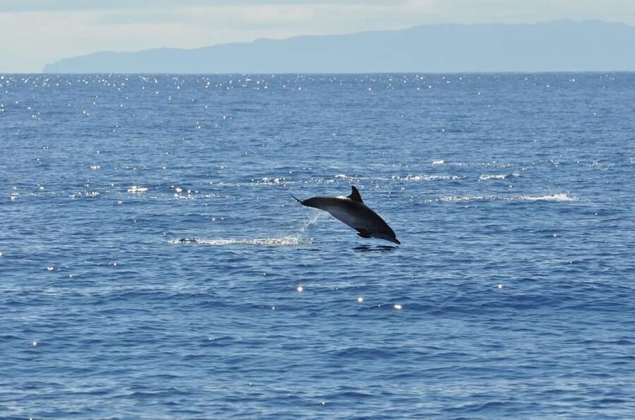 Funchal: Dolphin and Whale Watching Catamaran Cruise - Practical Tips for a Better Day at Sea