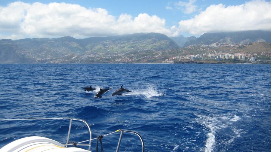 Funchal: Dolphin and Whale Watching Catamaran Cruise - Searching for Dolphins and Whales Around Madeira