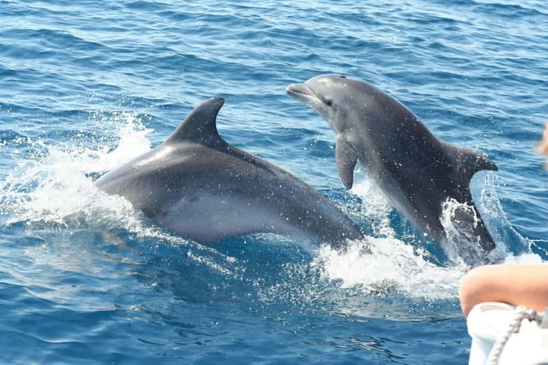 Giardini Naxos: Dolphin Catamaran Sunset Tour with Aperetif - Setting out from Giardini Naxos