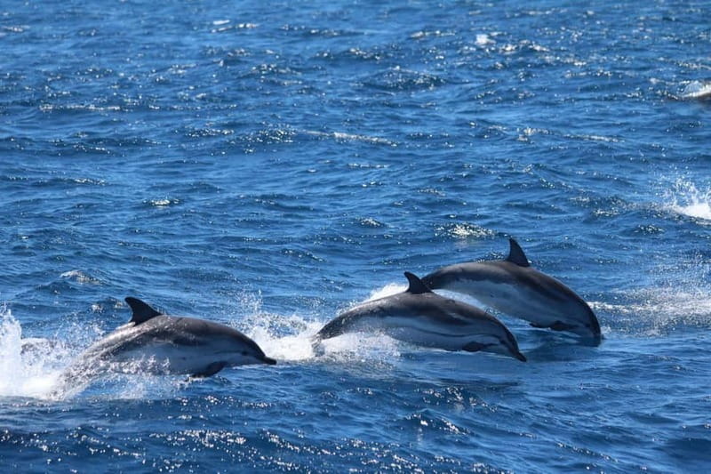 Giardini Naxos: Dolphin Catamaran Sunset Tour with Aperetif - The crew, atmosphere, and small personal touches
