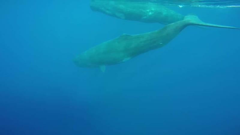 Giardini Naxos: Dolphin Catamaran Sunset Tour with Aperetif - How the $65 price measures up