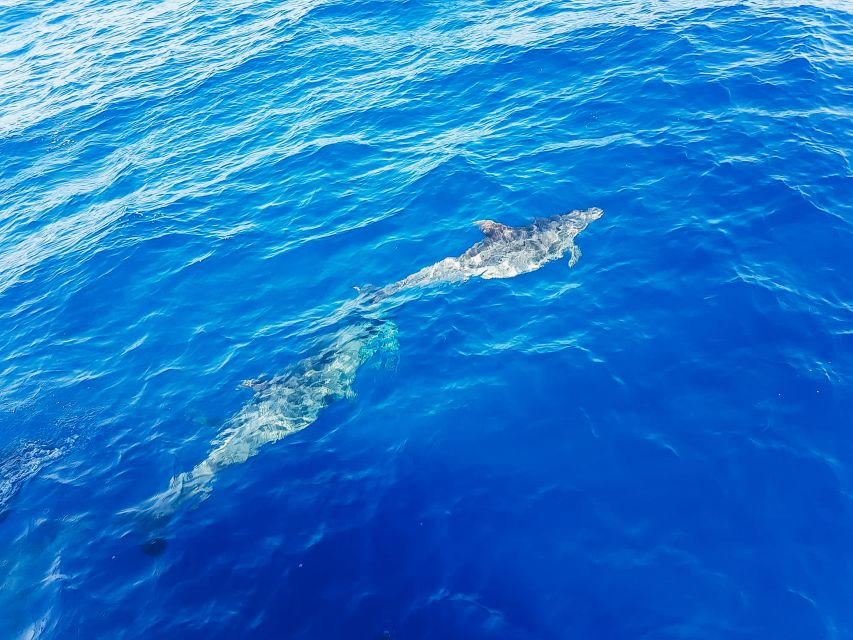Gran Canaria: Catamaran Dolphin Watch Cruise with Snorkeling - The Taurito swim and snorkel stop