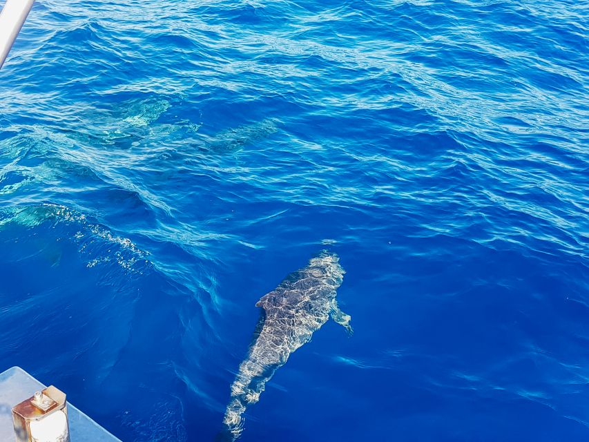 Gran Canaria: Catamaran Dolphin Watch Cruise with Snorkeling - Returning to Puerto Rico by catamaran and coach