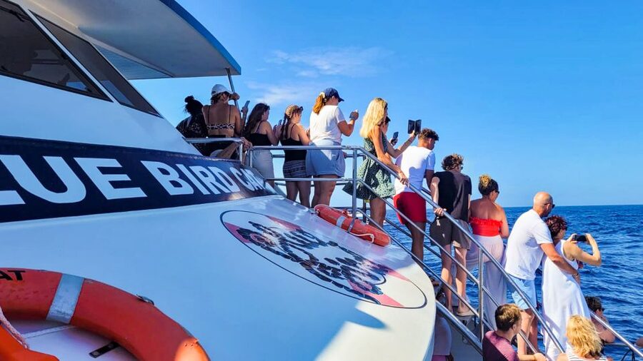 Gran Canaria: Catamaran Dolphin Watch Cruise with Snorkeling - Is $44 good value for this Gran Canaria cruise?