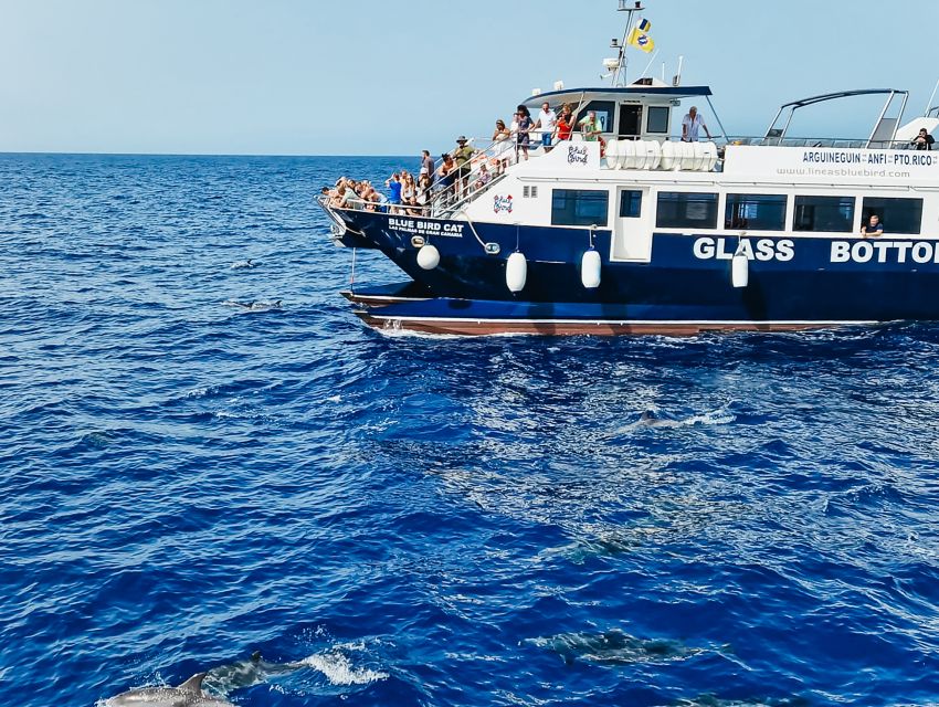 Gran Canaria: Catamaran Dolphin Watch Cruise with Snorkeling - The open Atlantic search for dolphins and whales