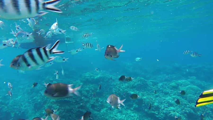 Grand Baie: Catamaran 3 Islands Cruise & Lunch on the Island - Key points to know before booking