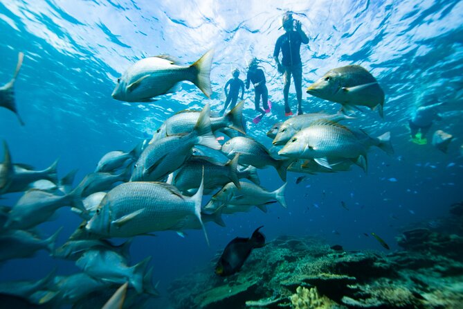 Group Catamaran 4 hr tour coral reef fun Iguana island adventure! - Starting at Turtle Cove Marina