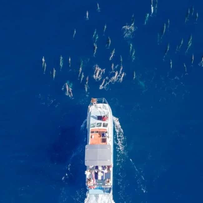 Haleiwa: North Shore Whale Watching Tour by Catamaran - Key points to know before you book