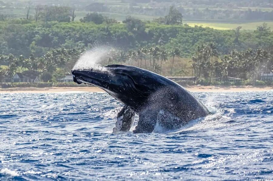 Haleiwa: North Shore Whale Watching Tour by Catamaran - Setting out from 66-105 Haleiwa Road