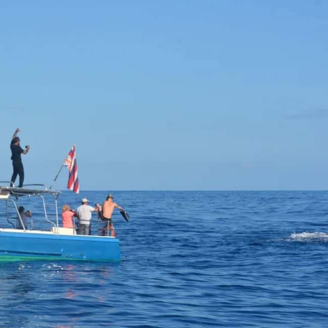Haleiwa: North Shore Whale Watching Tour by Catamaran - Searching for humpback whales from the North Shore