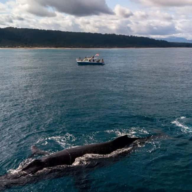 Haleiwa: North Shore Whale Watching Tour by Catamaran - Why the one-hour duration matters