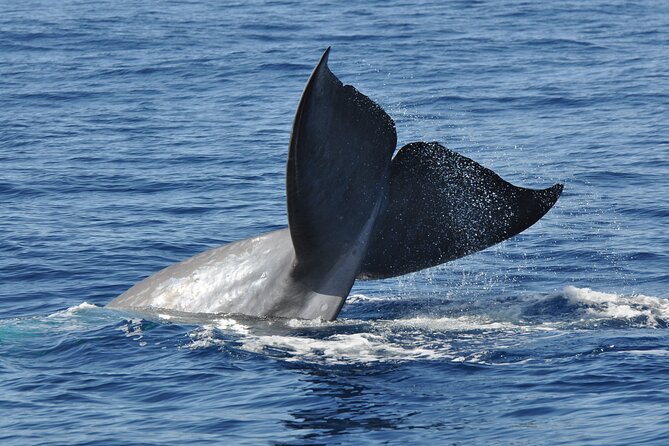 Half-day Catamaran Trip from Funchal - Starting at Funchal Marina