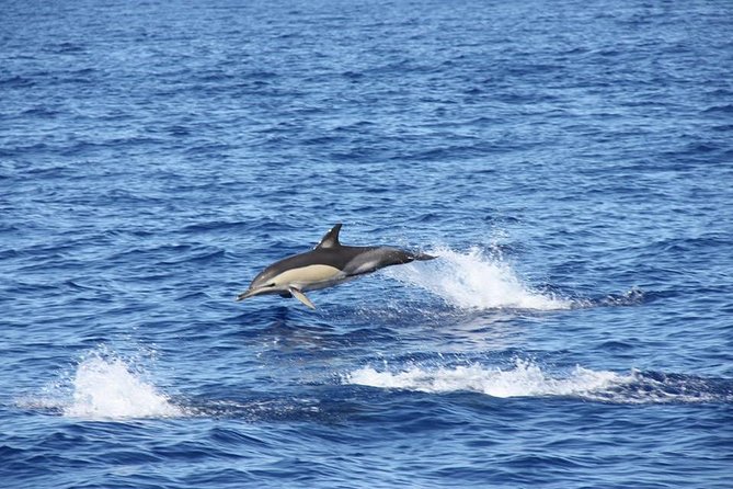 Half-day Catamaran Trip from Funchal - Cabo Girão and the Atlantic Swim