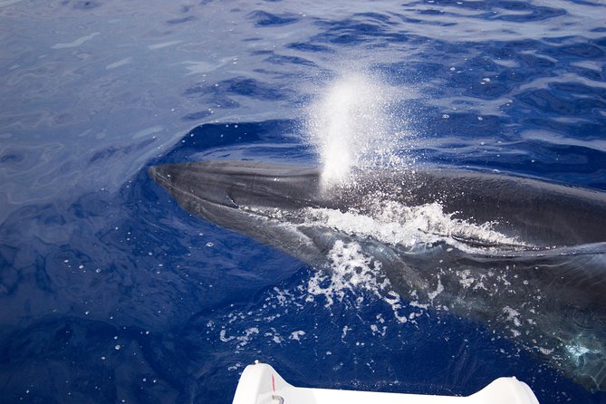 Half-day Catamaran Trip from Funchal - Morning or Afternoon: Which Departure Works Best?