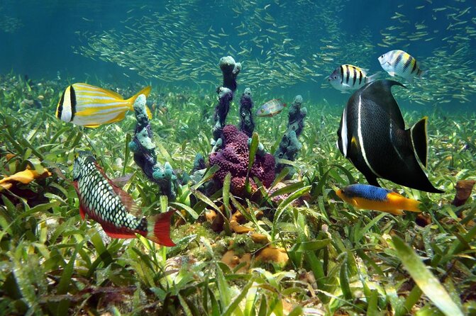 Half-Day Florida Keys Catamaran Snorkel Adventure - Key details before you book