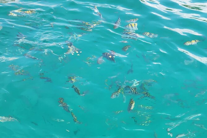 Half-day Private Catamaran Trip with Snorkeling - Pickup, timing, and the eight-hour figure
