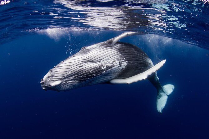 Half Day Tour : Moorea Snorkeling & Sailing on a Catamaran named Taboo - Why the small group changes the experience