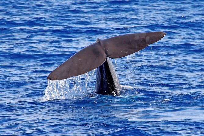 Hop-on Hop-off Bus Tour and Catamaran Whale & Dolphin Watching - Pico dos Barcelos for a wider view