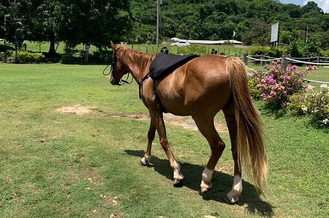 Horseback Ride, ATV and Catamaran Party Cruise from Montego Bay - Who will enjoy this combination most