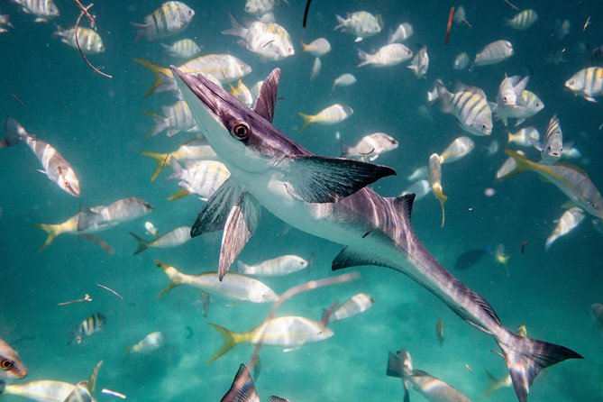 Icacos Deserted Island Catamaran, Snorkel, and Picnic Cruise - Is the $138.50 price fair?