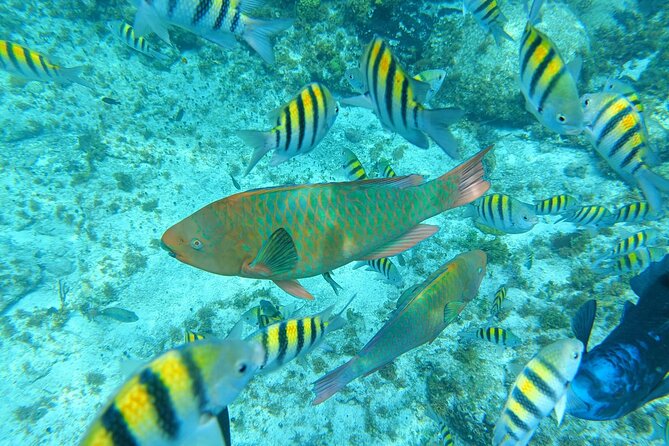 Isla Mujeres Basic Tour in Catamaran with Snorkel and Open Bar - What this $59 catamaran day actually includes
