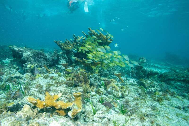 Isla Mujeres: Full Day Private Catamaran with Snorkeling - Snorkeling near the reef and underwater statues