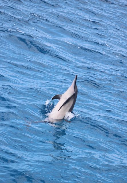 Kailua-Kona: Captain Cook Reef Catamaran Day Trip with Lunch - Who should book this half-day outing?