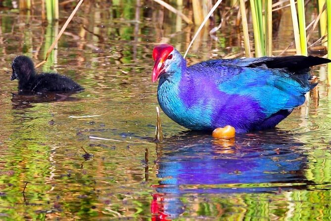Kalametiya Bird Sanctuary Catamaran Bird Watching Tour - Reaching Kalametiya from your hotel