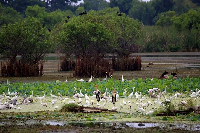 Kalametiya Bird Sanctuary Catamaran Bird Watching Tour - Two to three hours by catamaran