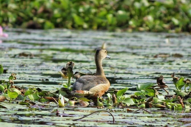 Kalametiya Bird Sanctuary Catamaran Bird Watching Tour - Choosing the paddle option