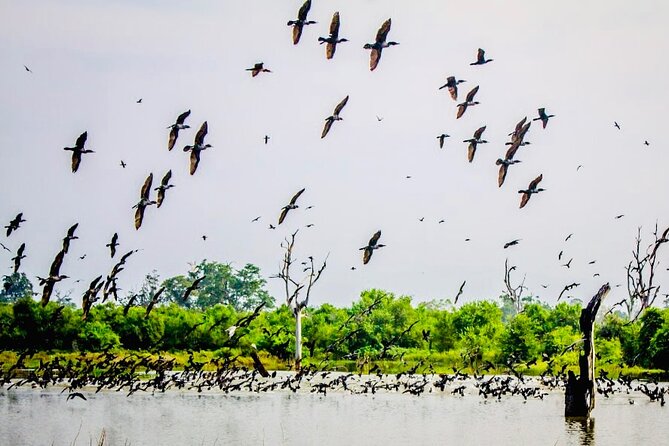 Kalametiya Bird Sanctuary Catamaran Bird Watching Tour - Returning to your accommodation