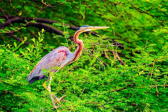 Kalametiya Bird Sanctuary Catamaran Bird Watching Tour - What the guide and private format add
