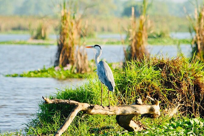 Kalametiya Bird Sanctuary Catamaran Bird Watching Tour - Who will enjoy this bird sanctuary trip?