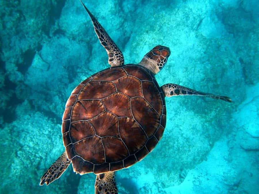 Key West: Catamaran Snorkel with Seafood Boil and Open Bar - The crew makes a difference