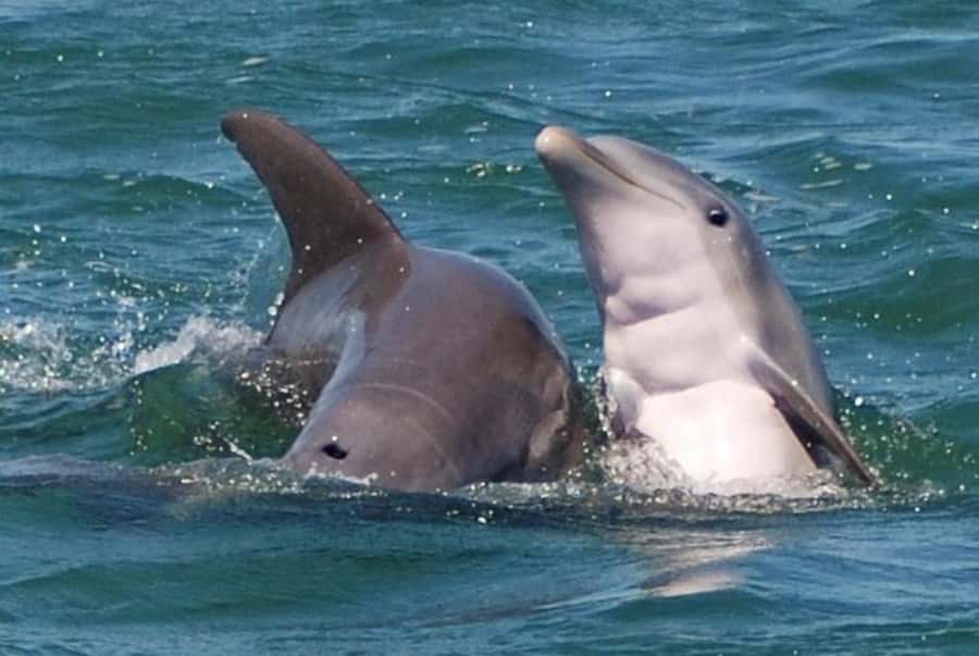 Key West: Shark and Wildlife Viewing Catamaran Tour - Key points to know before you book
