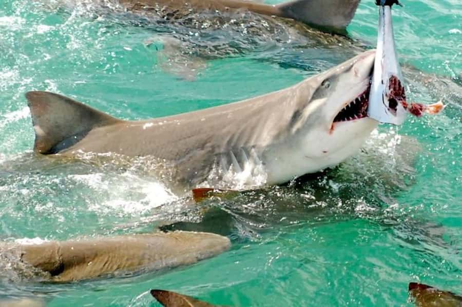 Key West: Shark and Wildlife Viewing Catamaran Tour - Is $99 a fair price for two hours?