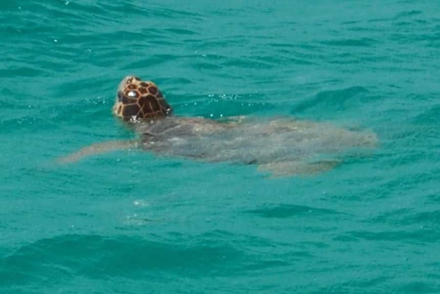 Key West: Shark and Wildlife Viewing Catamaran Tour - Who will enjoy this trip most?