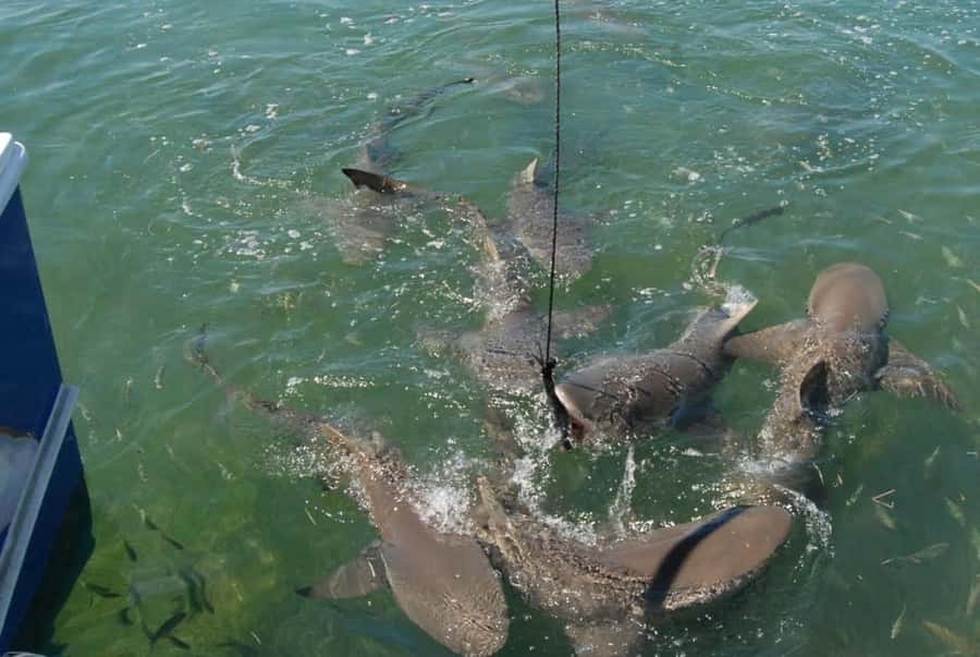 Key West: Shark and Wildlife Viewing Catamaran Tour - Why the backcountry waters make a good viewing area