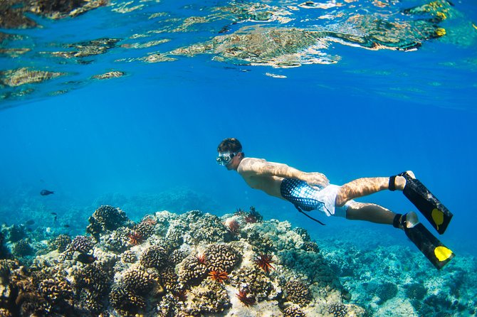 Kings Warf Catamaran Cruise, Snorkel & Refreshments - Key points before you book