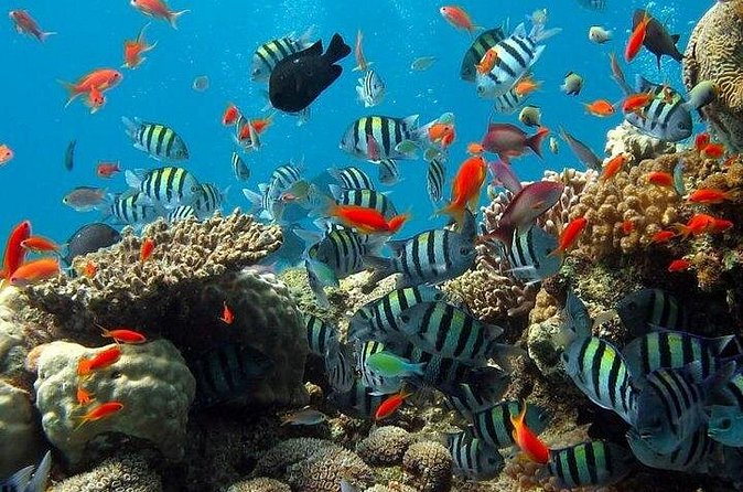 Kings Warf Catamaran Cruise, Snorkel & Refreshments - Drinks, rum, and the sail back
