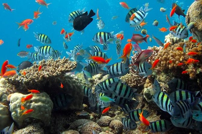 Kings Warf Catamaran Cruise, Snorkel & Refreshments - The reef stop and provided water gear