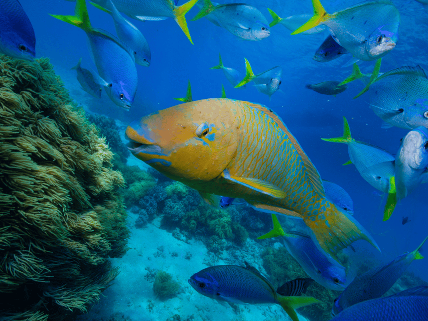 Koh Samui: Koh Tao and Nangyuan Snorkeling Tour by Catamaran - Lunch, drinks, and the practical comforts